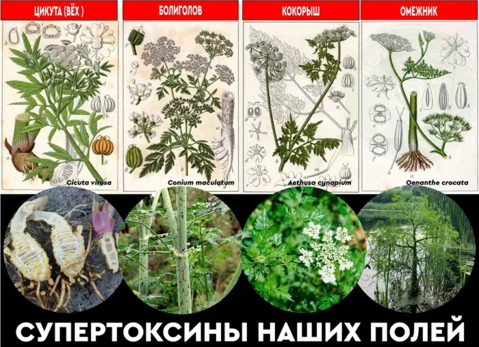 Болиголов (ядовитое растение). Фото, описание, где растет в России, факты