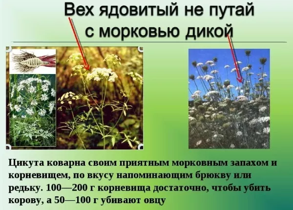 Болиголов (ядовитое растение). Фото, описание, где растет в России, факты