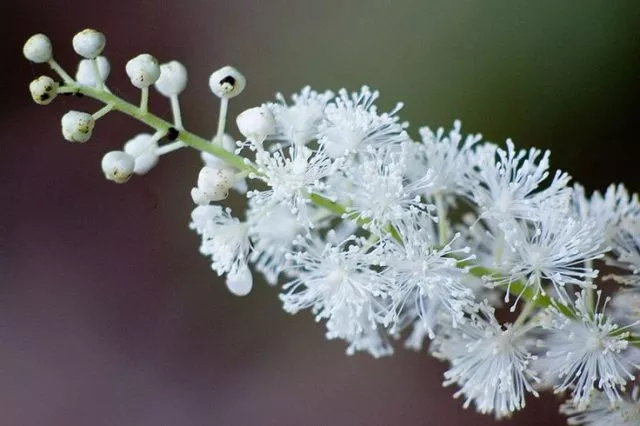 Cimicifuga (Klopogon) racemosa: полезные свойства и противопоказания