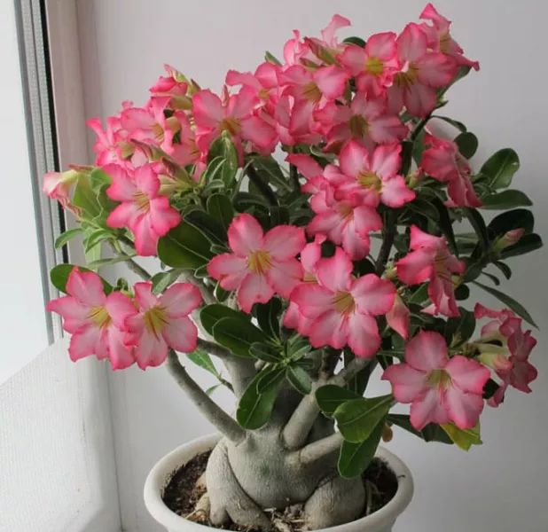 Цветок адениум: уход и выращивание в домашних условиях, фото