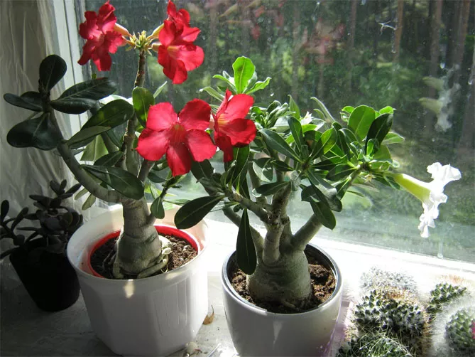 Цветок адениум: уход и выращивание в домашних условиях, фото