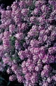 Цветок алиссум: уход и посадка в открытый грунт, сорта с фото