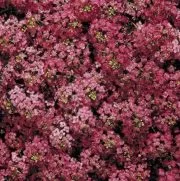 Цветок алиссум: уход и посадка в открытый грунт, сорта с фото
