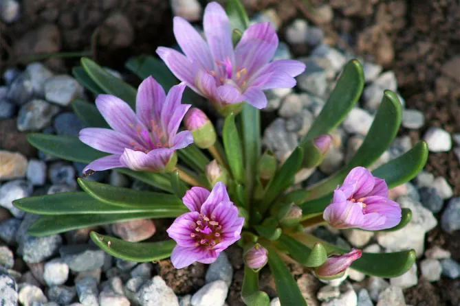 Цветок левизия – посадка и уход в открытом грунте, фото сортов с описанием