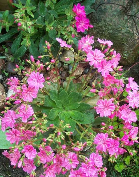 Цветок левизия – посадка и уход в открытом грунте, фото сортов с описанием