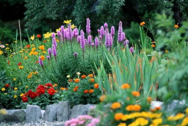 Цветок лиатрис: как вырастить многолетник, посадка, уход, фото, описание, отзывы
