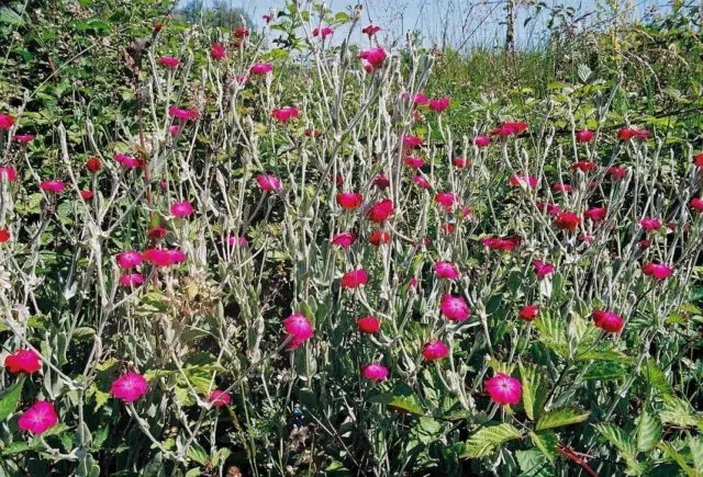 Цветы лихнис (вискария): посадка и уход, фото с названием, виды и сорта