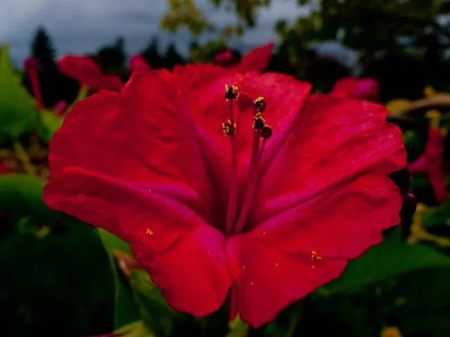 Цветы мирабилиса Ночная красота