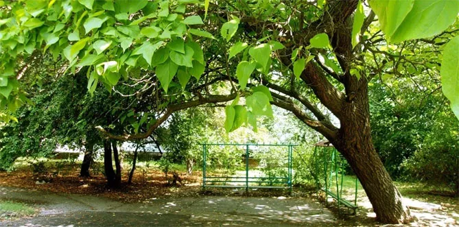 катальпа дерево – посадка и уход, описание сортов, фото