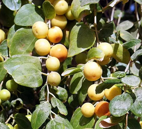 дерево унаби (китайский финик, зизифус) – посадка, выращивание и уход, сорта