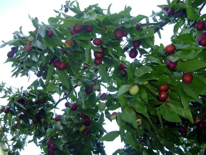 дерево унаби (китайский финик, зизифус) – посадка, выращивание и уход, сорта
