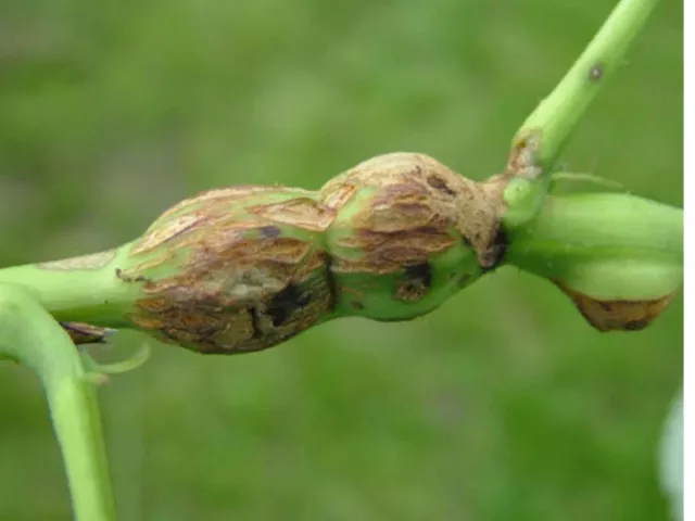 Дидимелла малины (фиолетовые пятна): чем лечить, весной, летом, осенью