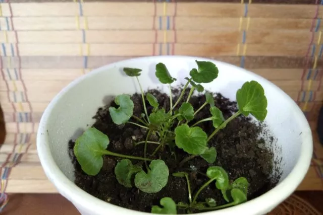 Дихондра из семян в домашних условиях: фото, посадка и уход, выращивание