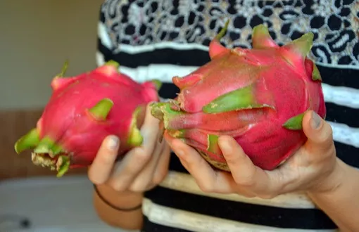 Драконий фрукт (питахайя). Выращивание в домашних условиях из семян, семена, фото