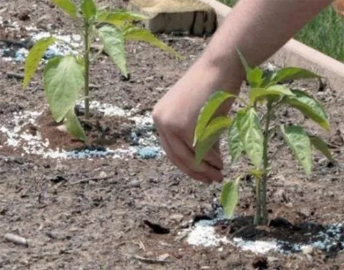 Древесная зола как удобрение для огорода: как применять, для каких растений, как приготовить