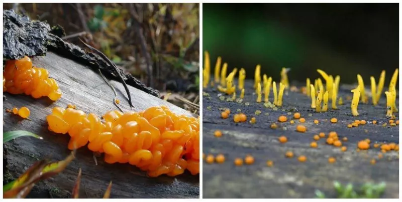 Древесные грибы: сорта, характеристики