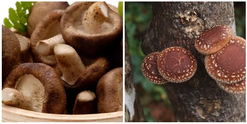 Древесные грибы: сорта, характеристики