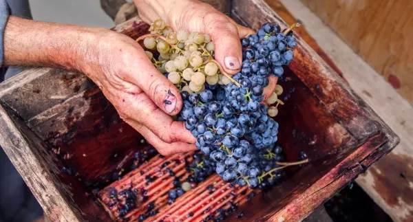 Чертежи дробилки для винограда своими руками как сделать