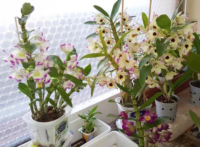 Эпифиты: что это такое, уход + 7 лучших растений для дома
