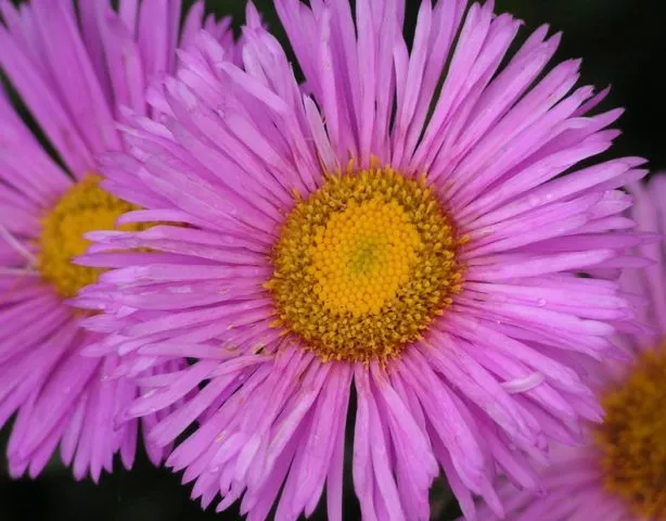 Эригерон (мелкоцветковый) многолетник: фото, посадка и уход