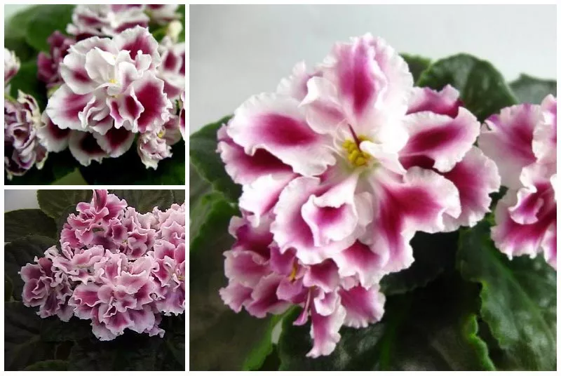 Violet Frosty Cherry: foto y descripción de la variedad, plantación, cuidado