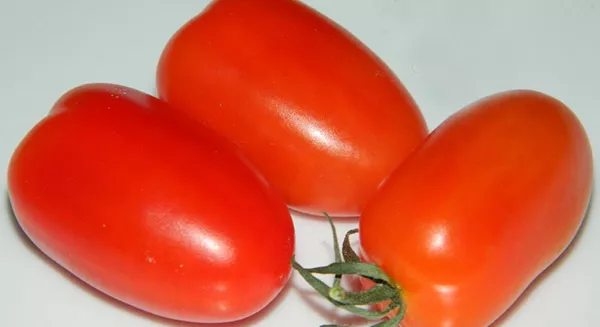 Дата красный помидор. Отзывы, описание, фото