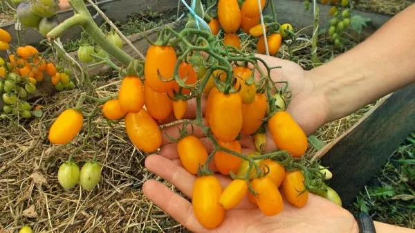 Финик желтый томат. Отзывы, описание, фото