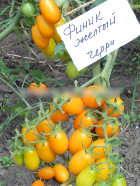 Финик желтый томат. Отзывы, описание, фото