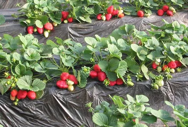 Финская технология выращивания клубники