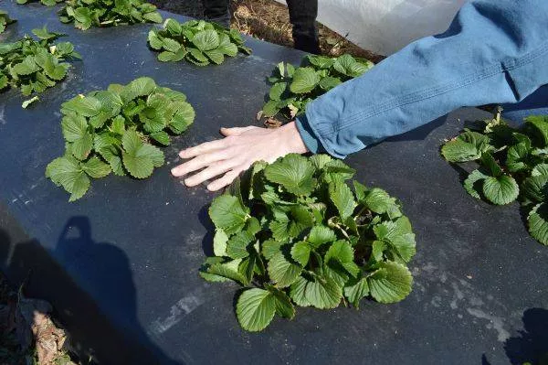 Финская технология выращивания клубники