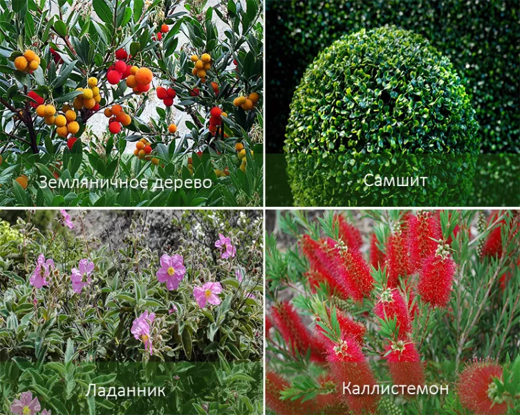 Фото и описание всех декоративных кустарников для сада
