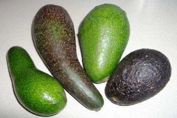 Где растет авокадо и как он выглядит