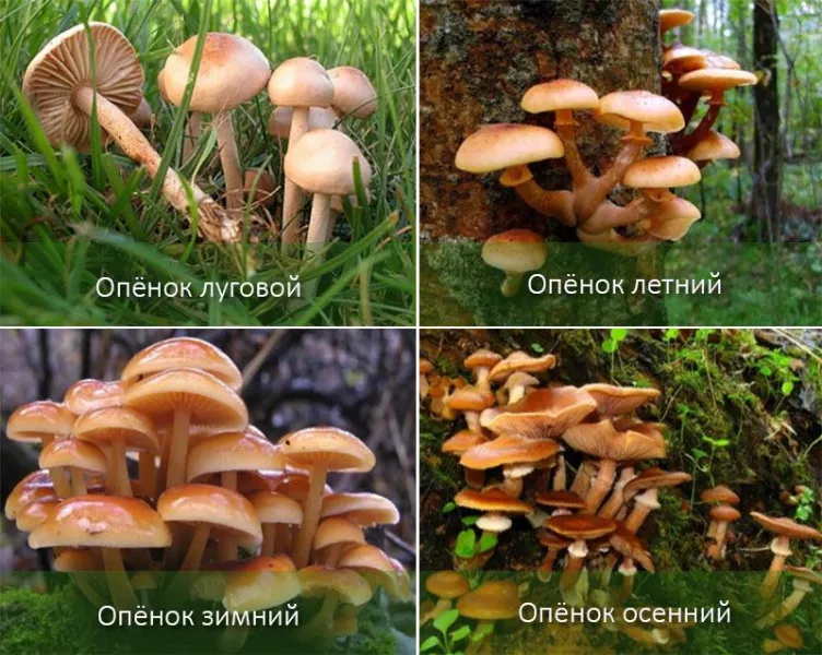 Где растут грибы и когда их собирать по видам