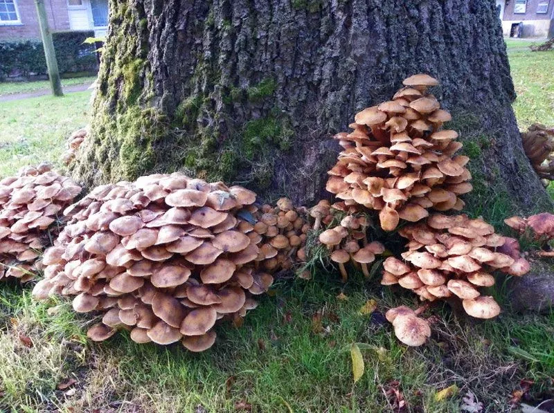 Где растут грибы и когда их собирать по видам