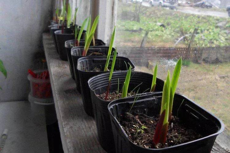 Гладиолусы (50 фото) – виды, правильный уход и выращивание