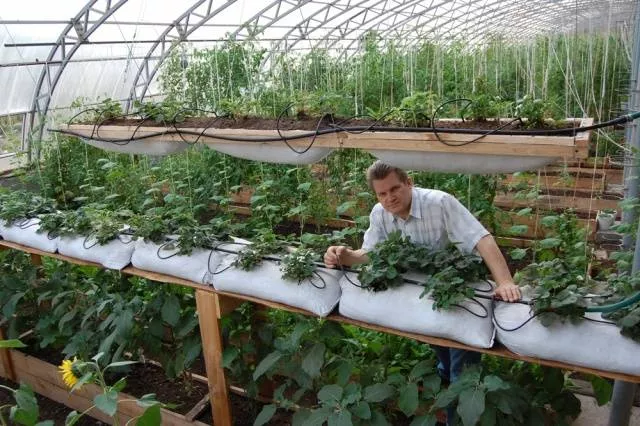 Голландский способ выращивания клубники