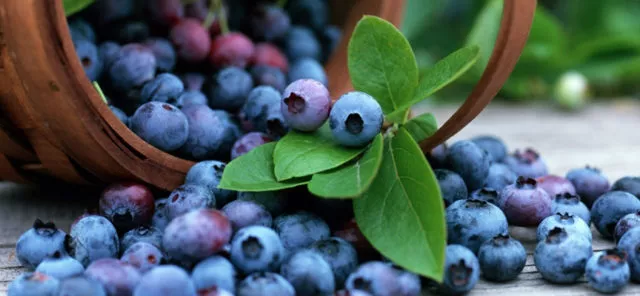 Blueberry Bonus (Бонус): описание сорта, фото, отзывы