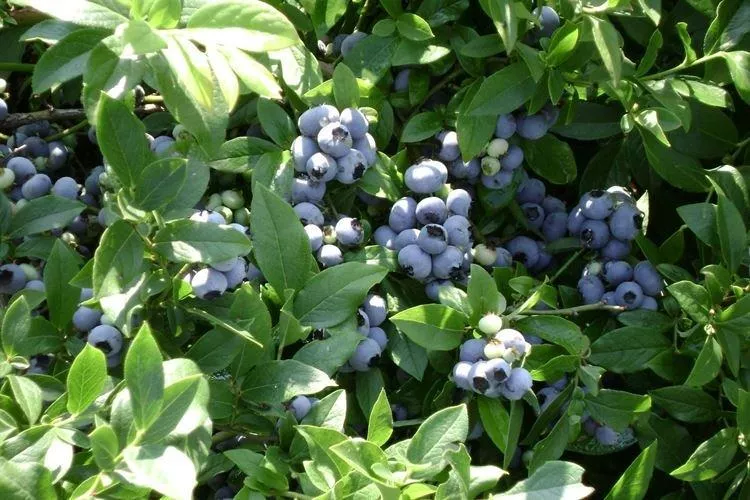 Голубика – сорта, уход и выращивание (фото)
