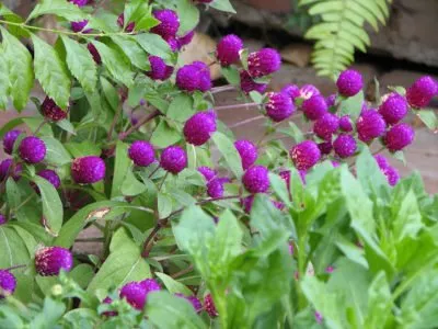Гомфрена: фото цветов на клумбе и в саду, посадка и уход