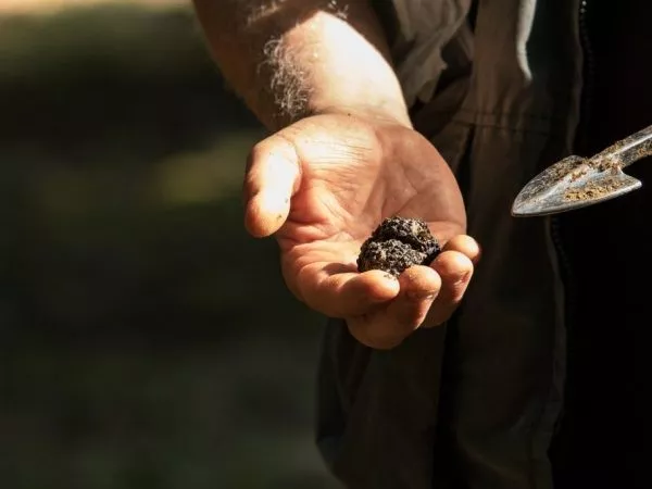 Гриб черный трюфель: как использовать, где искать и можно ли его выращивать