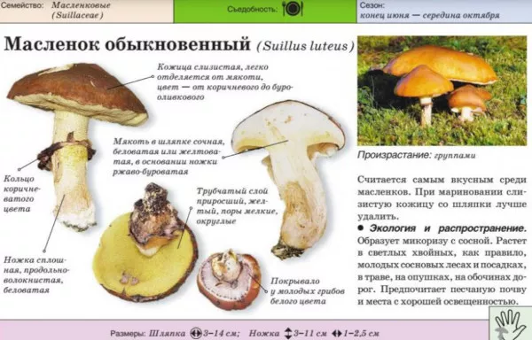 Масляный грибок. Фото и описание, как выглядит, подделка, приготовление