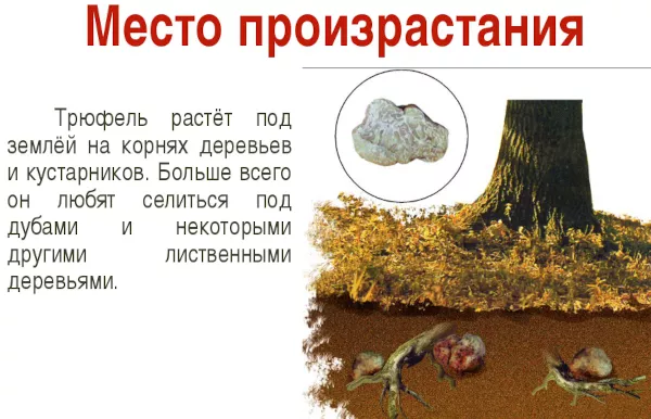 Грибной трюфель. Фото и описание, как выглядит, где растет в России, как искать