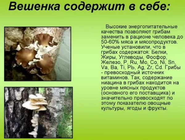 Вешенка грибная. Фото и описание, где растет, как приготовить