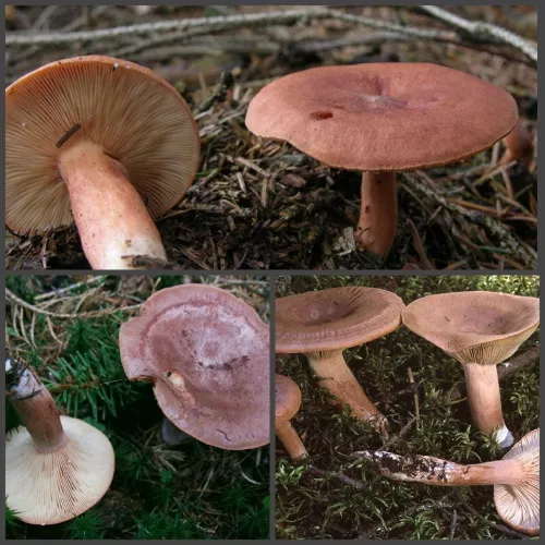 Грибы: виды, описание и фото, съедобные и несъедобные грибы
