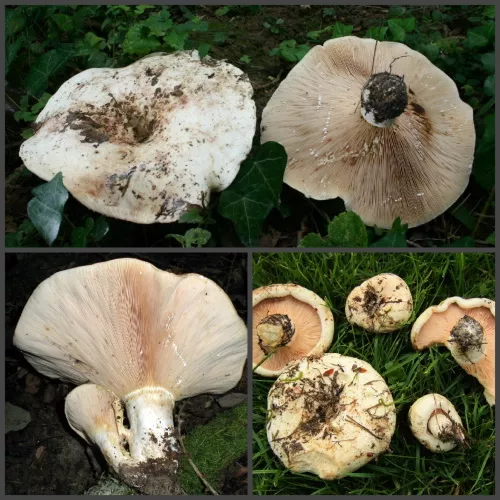 Грибы: виды, описание и фото, съедобные и несъедобные грибы