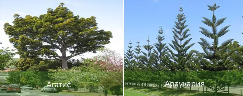 хвойные деревья: названия с описанием и фото