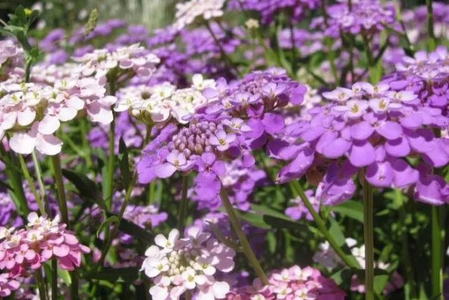 Иберис многолетний: посадка и уход, фото цветов на клумбе и в саду