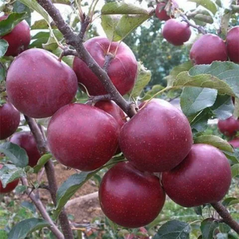 Яблоневый цветоед (долгоносик): варианты ограничения, фото