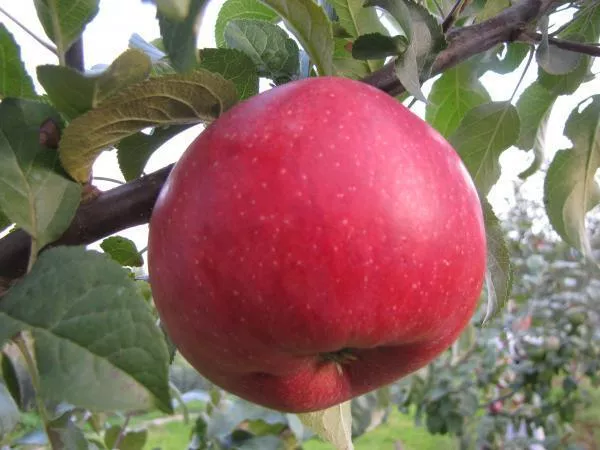 Яблоневый цветоед (долгоносик): варианты ограничения, фото