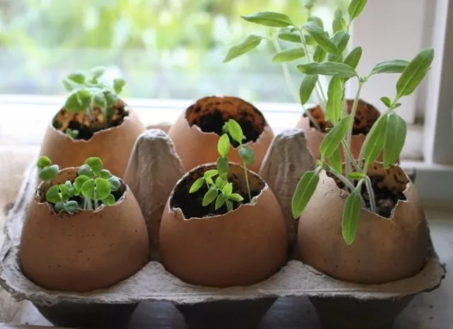 Яичная скорлупа: используйте для сада или сада, для комнатных растений